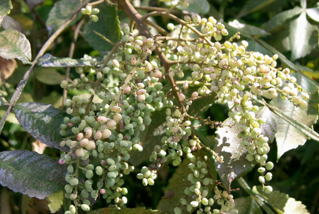 果子含百条虫子，儿时常采摘来卖，如今80元1斤，碰到别忘采摘