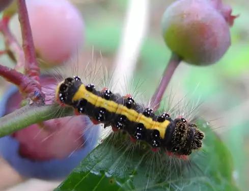 蓝莓树日常养护用什么药预防虫害,蓝莓蓟马虫害叶片症状