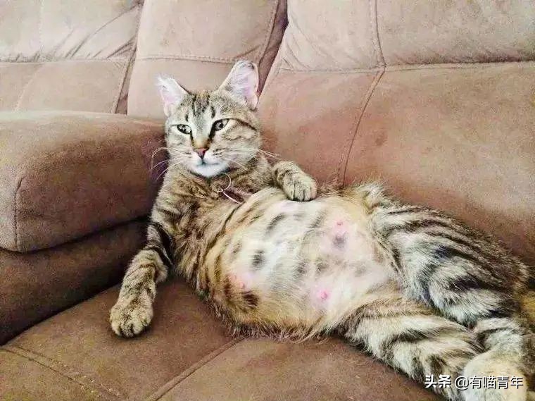 猫放一个屁，全家吃不下饭！真的好臭啊啊啊啊啊