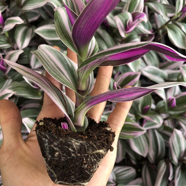 油画吊兰又高又长,0.01元油画吊兰捡漏包邮