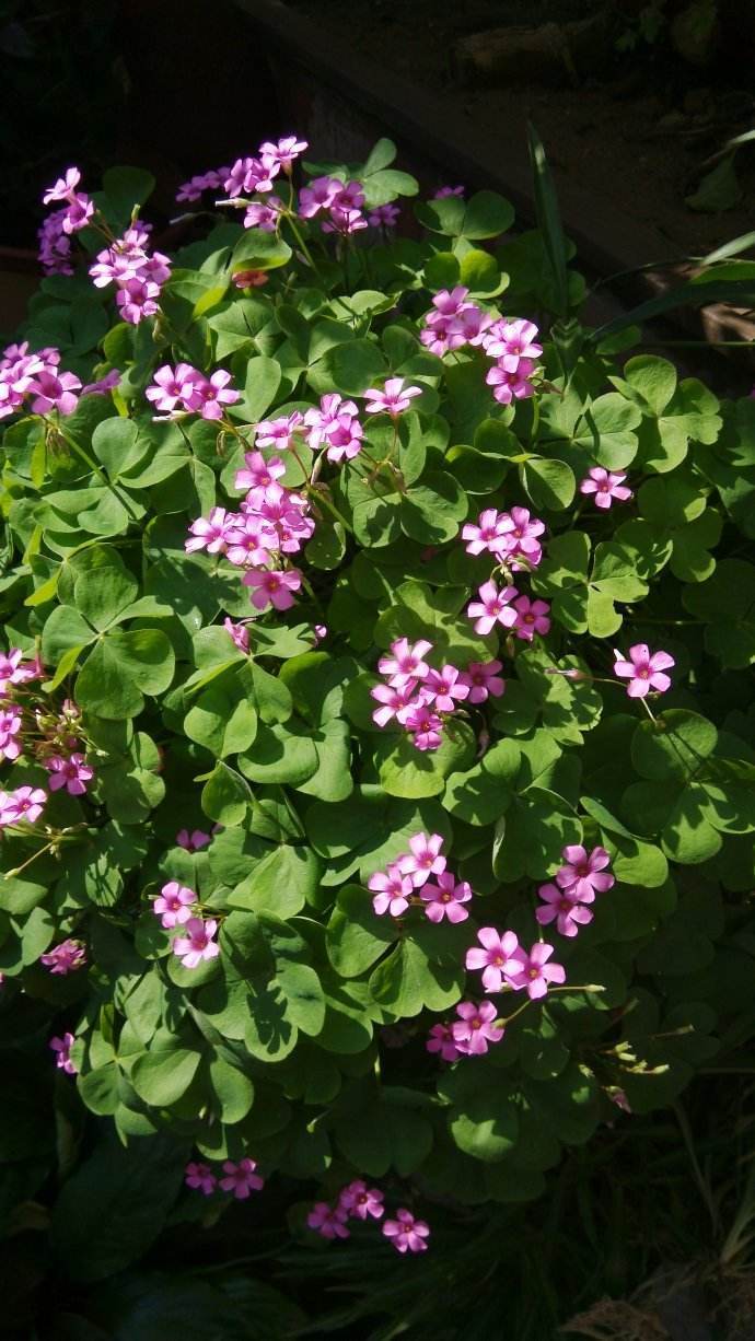 白花三叶草开花图片,开花三叶草浓密款