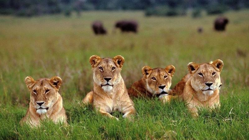 为什么越南的12生肖里有猫,为什么越南十二生肖有猫