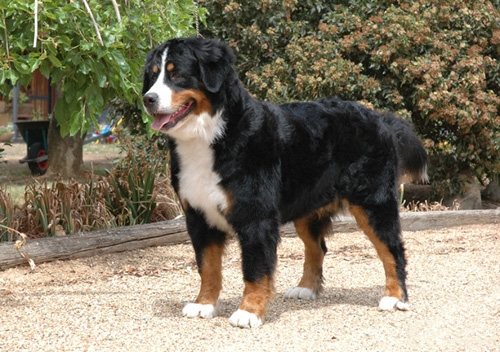 最会看家护主的狗,最会看家的狗