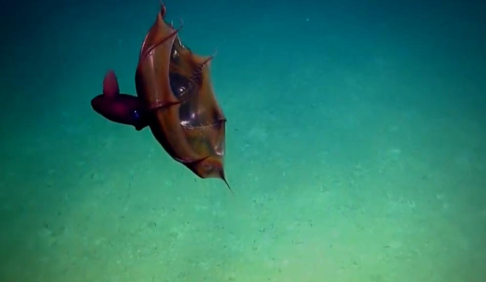 史前深海最可怕的生物,真实存在的深海怪异生物