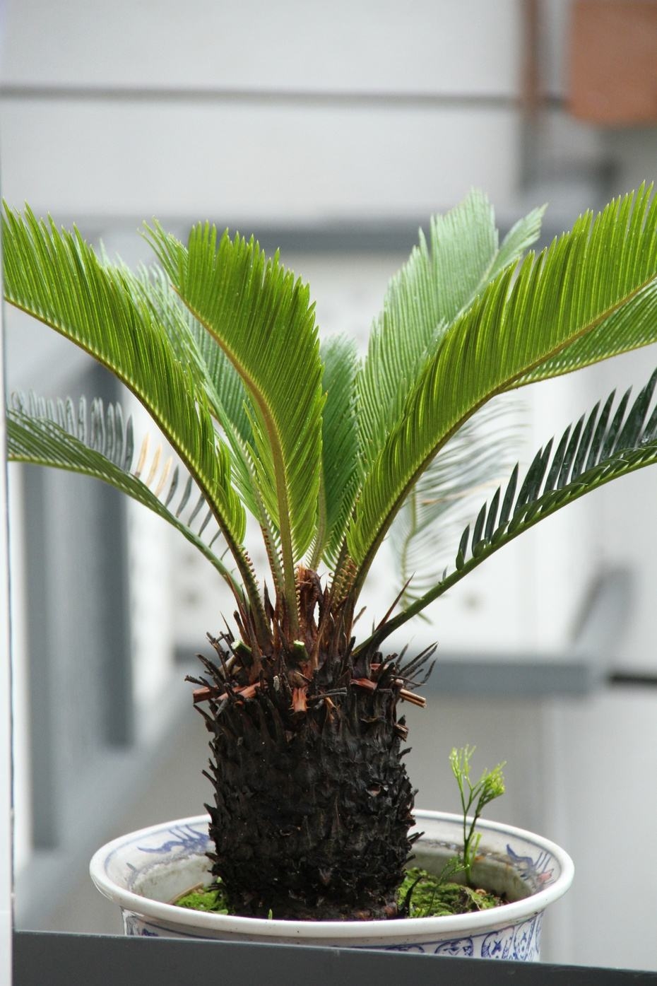 天冷了铁树怎么养,冬季铁树怎样养护