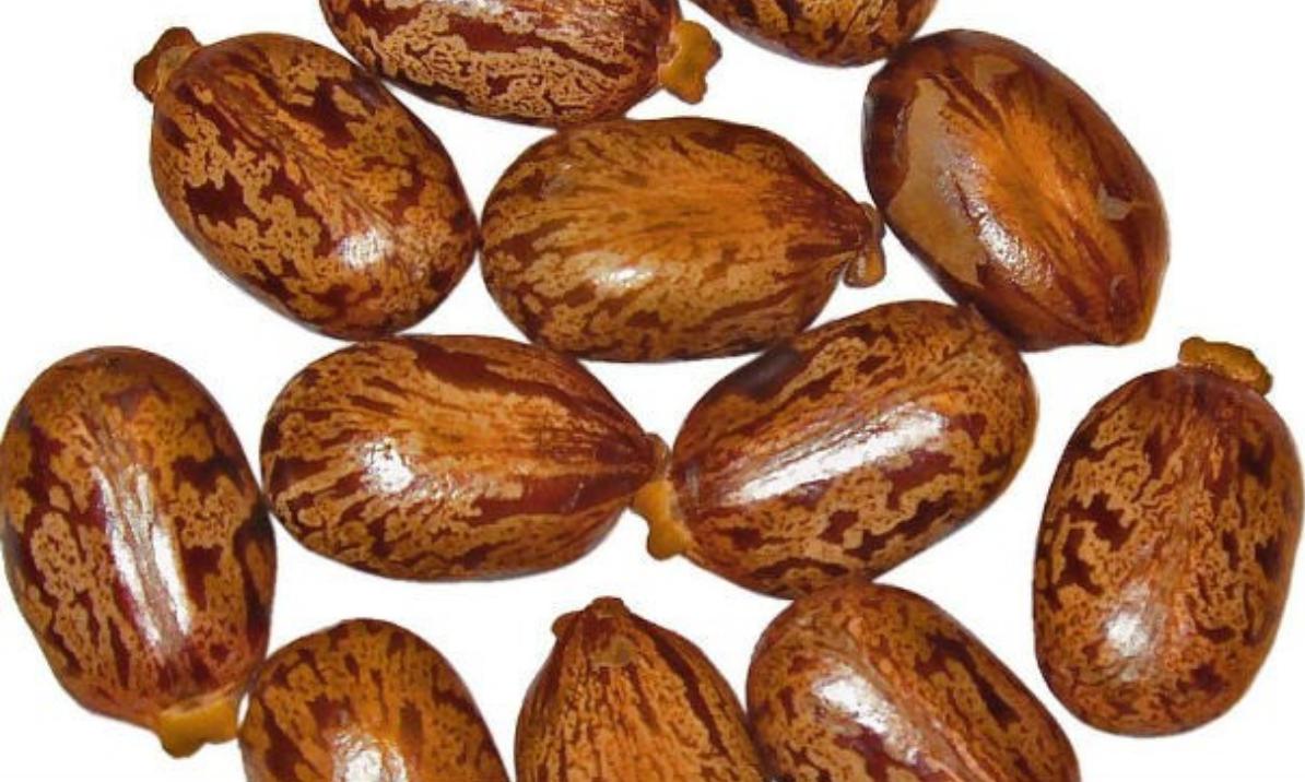 纯天然植物染发有什么危害,纯天然无添加对人体零伤害