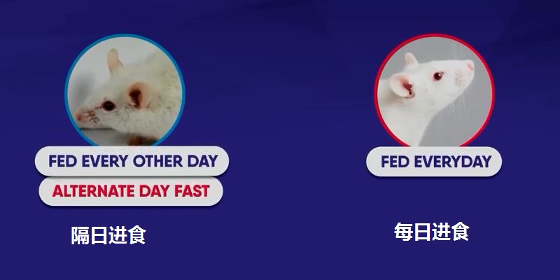 间歇性断食会引起心脏不适吗,间歇性断食掉肌肉吗