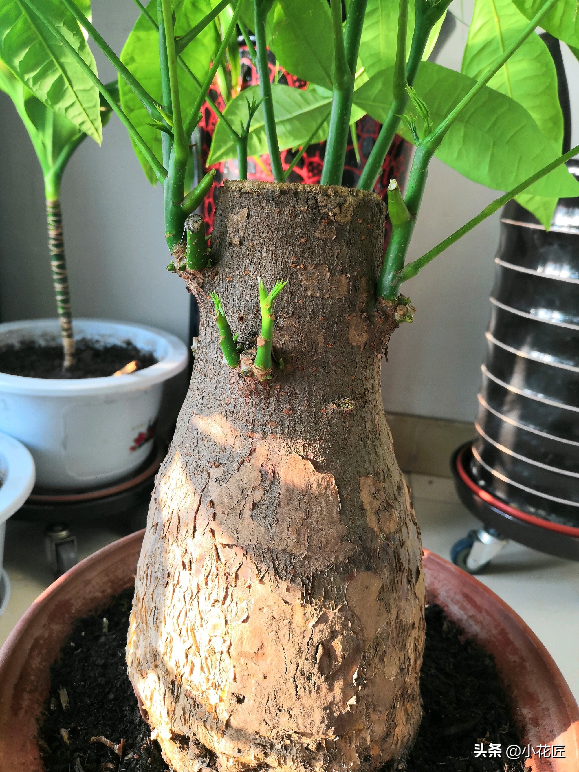 发财树花盆里放泡沫好吗,发财树花盆下部放泡沫吗