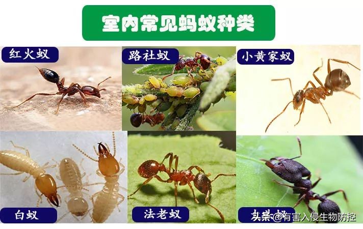 蚂蚁进屋怎么驱赶,蚂蚁进家了用什么能赶走