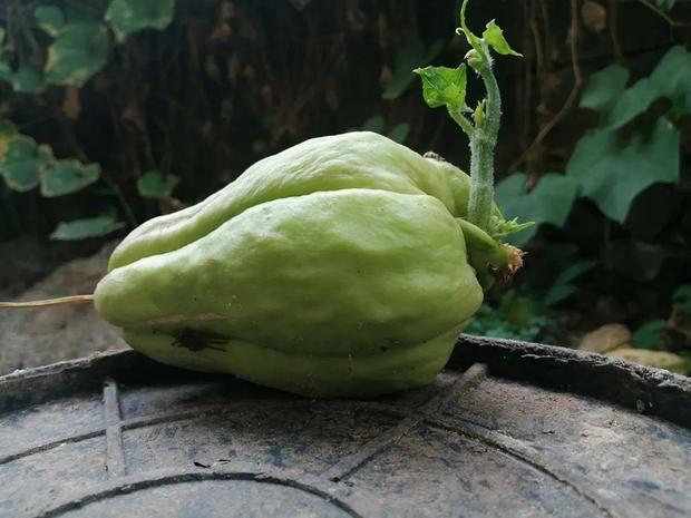 高钙含量的蔬菜,新型蔬菜高钙菜