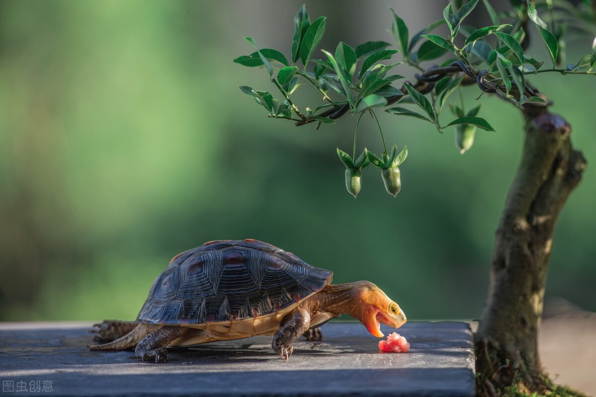 黄缘龟和红腿陆龟能一起养吗,黄缘龟是陆龟还是水龟日常怎样养