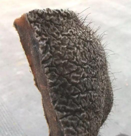 放过大象吧！别再用大象皮车珠子了！