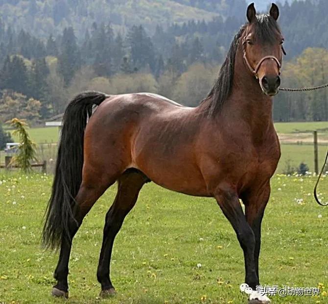 世界最好的十个品种马 (世界上最美丽的10类品种马)
