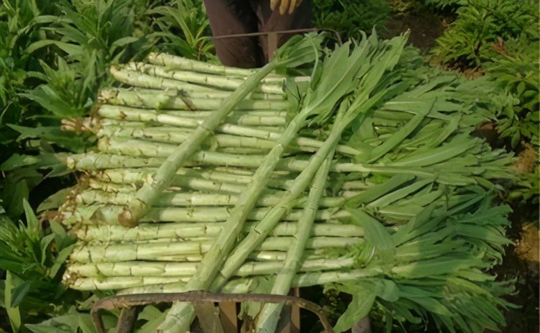 叶菜品类表,叶菜类一览表