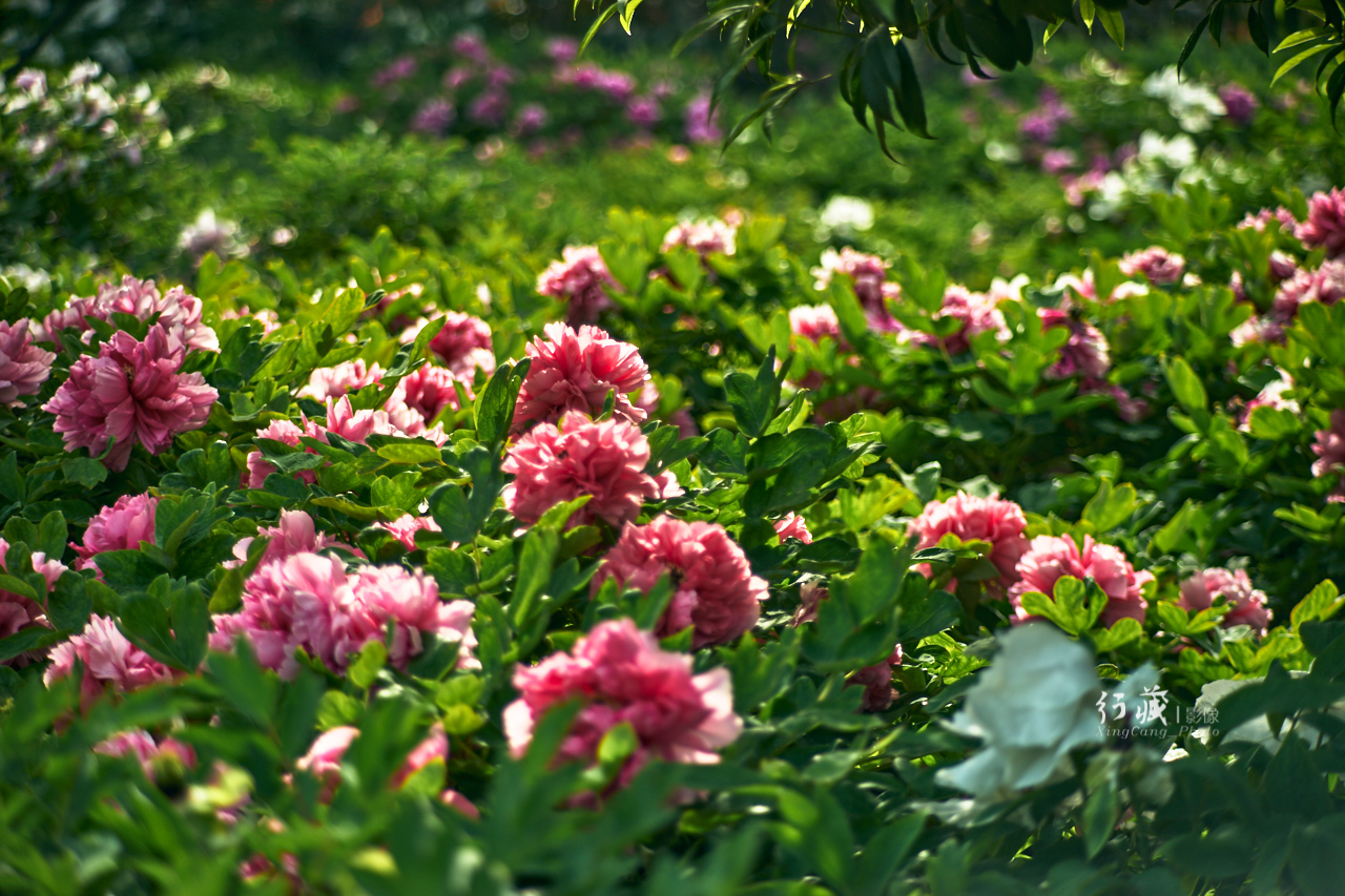 牡丹盛开的地方牡丹园,牡丹园牡丹花竞相绽放