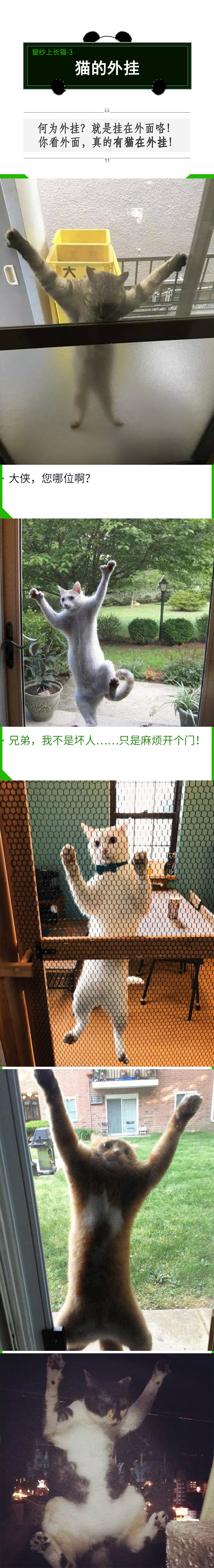 拥有窗纱的家庭，窗户上容易滋生“猫猫壁虎”？