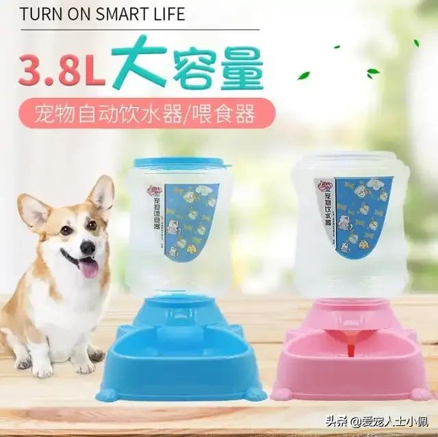 猫咪流眼泪很多其他都是正常的,猫咪为什么会无缘无故的流眼泪呢