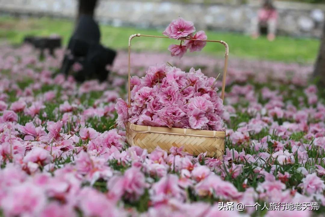 北方这座海滨老城，樱花不输日本，浪漫更胜巴黎