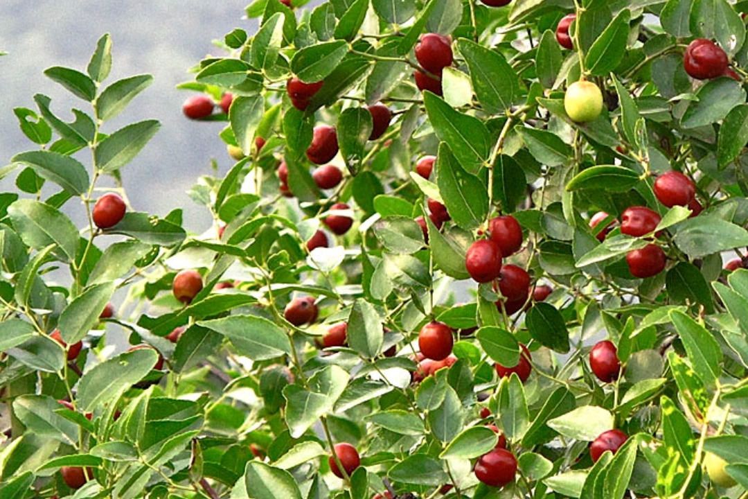 酸枣仁虽然可以卖到2.5元一斤，但是*力暴**采摘会让其命运多舛