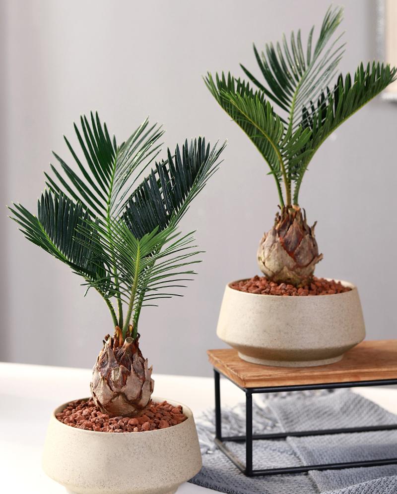 苏铁叶子特点,苏铁叶绿色怎么养