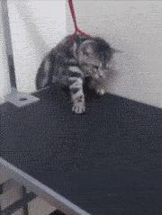 科学研究表明撸猫好处多多,撸猫已经成为了一种“病”