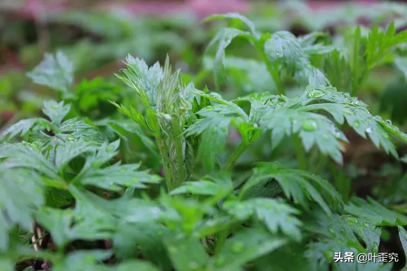山前青青野艾草,你家门前插几枝?