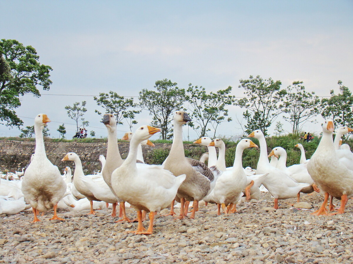 随州小商机,随州2024重大项目清单