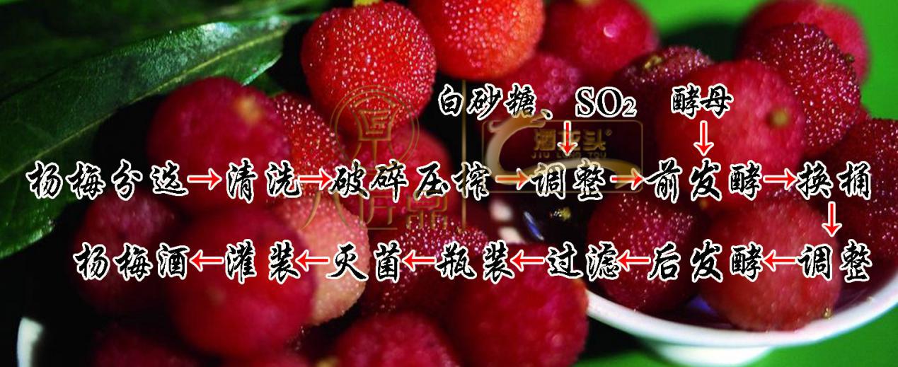 杨梅果酒发酵,杨梅澄清果酒制作工艺