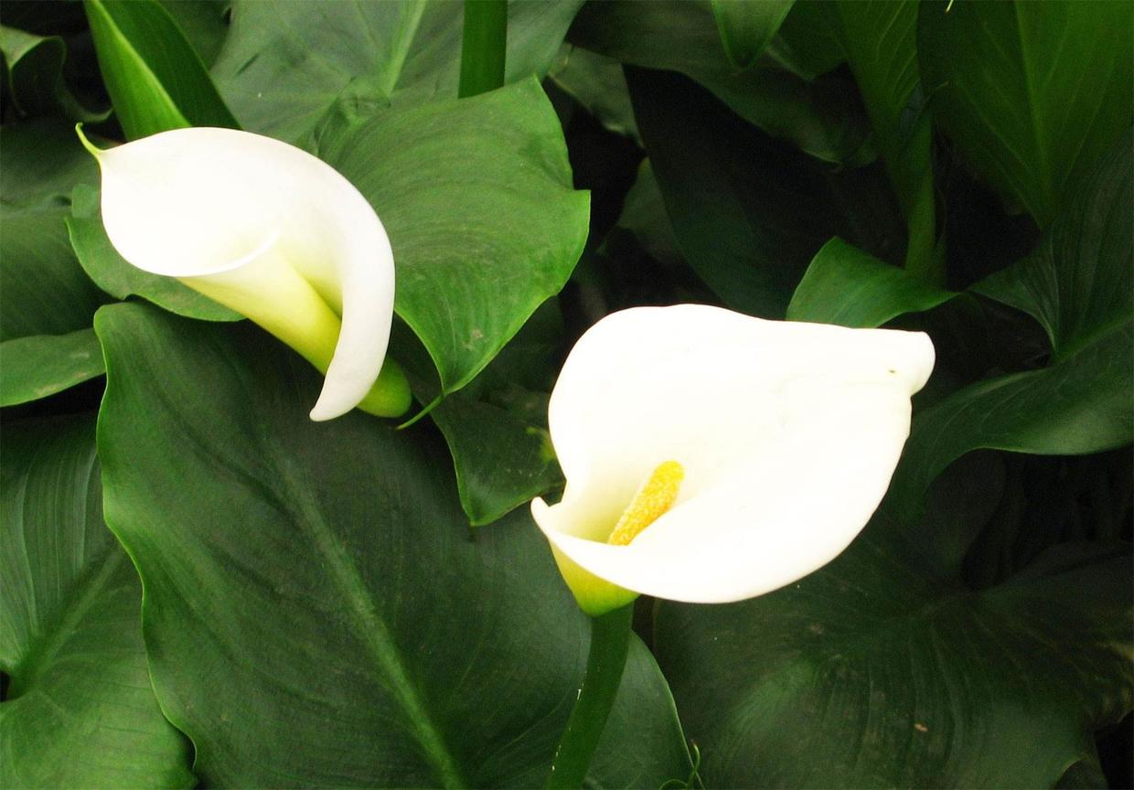 叶子像马蹄的植物马蹄莲,马蹄莲花开完花后怎么养