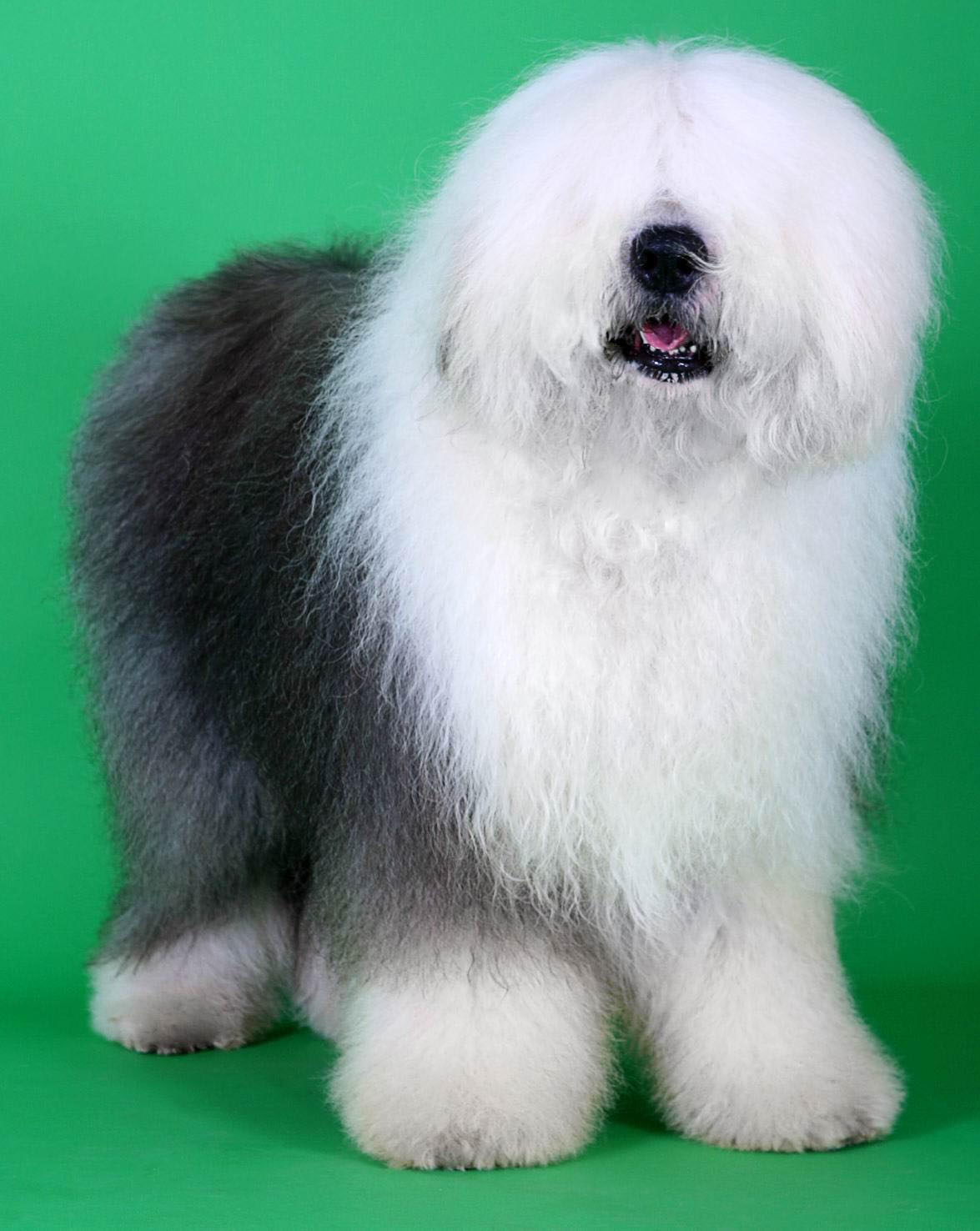 台湾纪录片古代牧羊犬,影视剧里面的卡斯罗犬