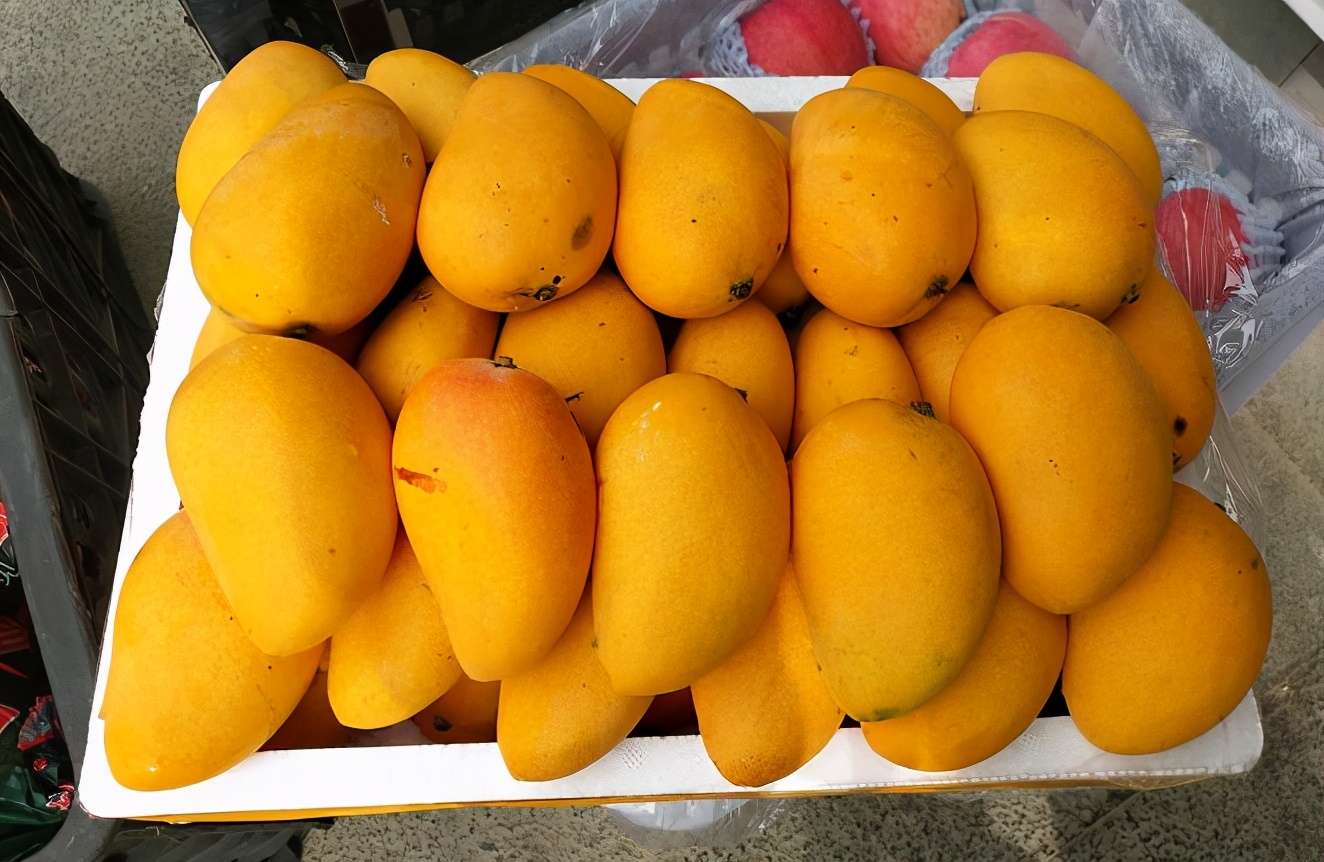 买芒果最忌讳什么,买芒果口诀