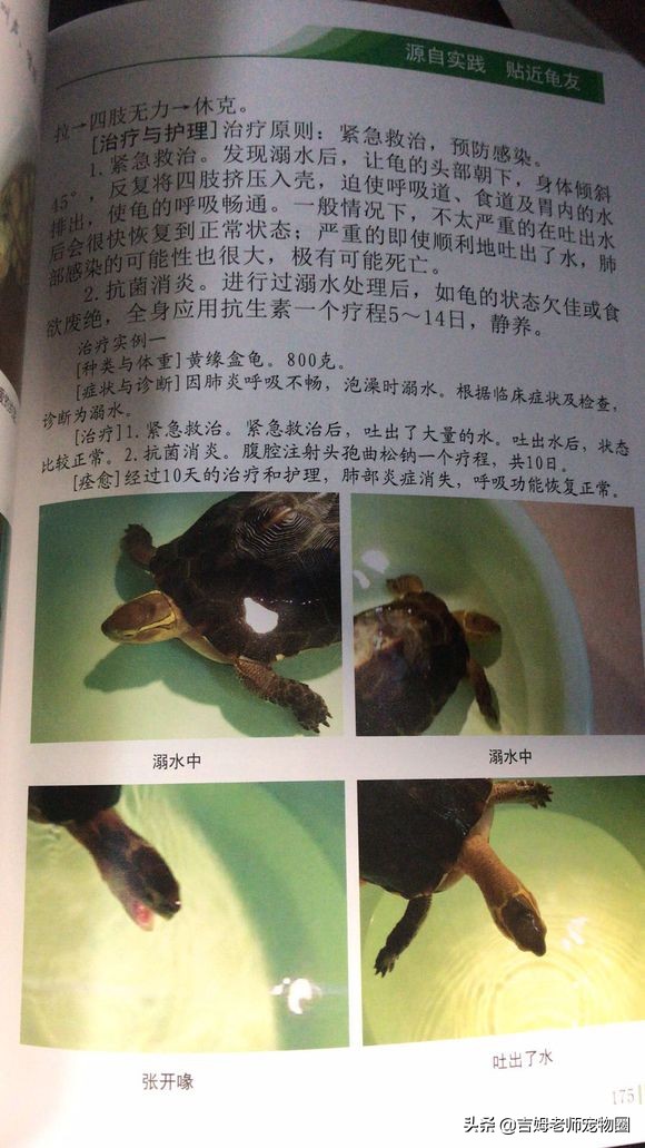 乌龟放水里一直游到岸边怎么办,乌龟溺水后眼睛是睁的还是闭的