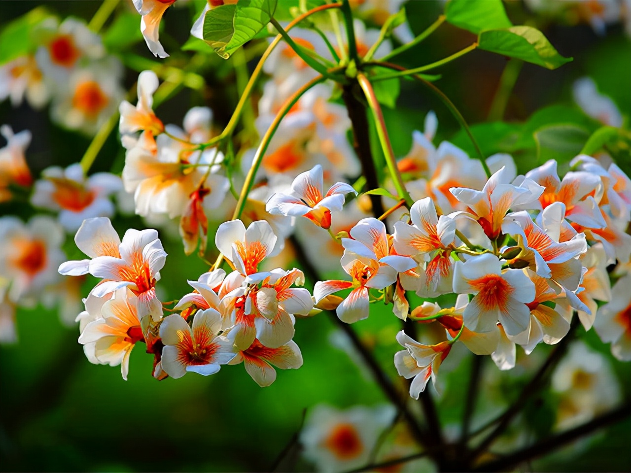 100种最毒的毒花,20种有毒的大毒花