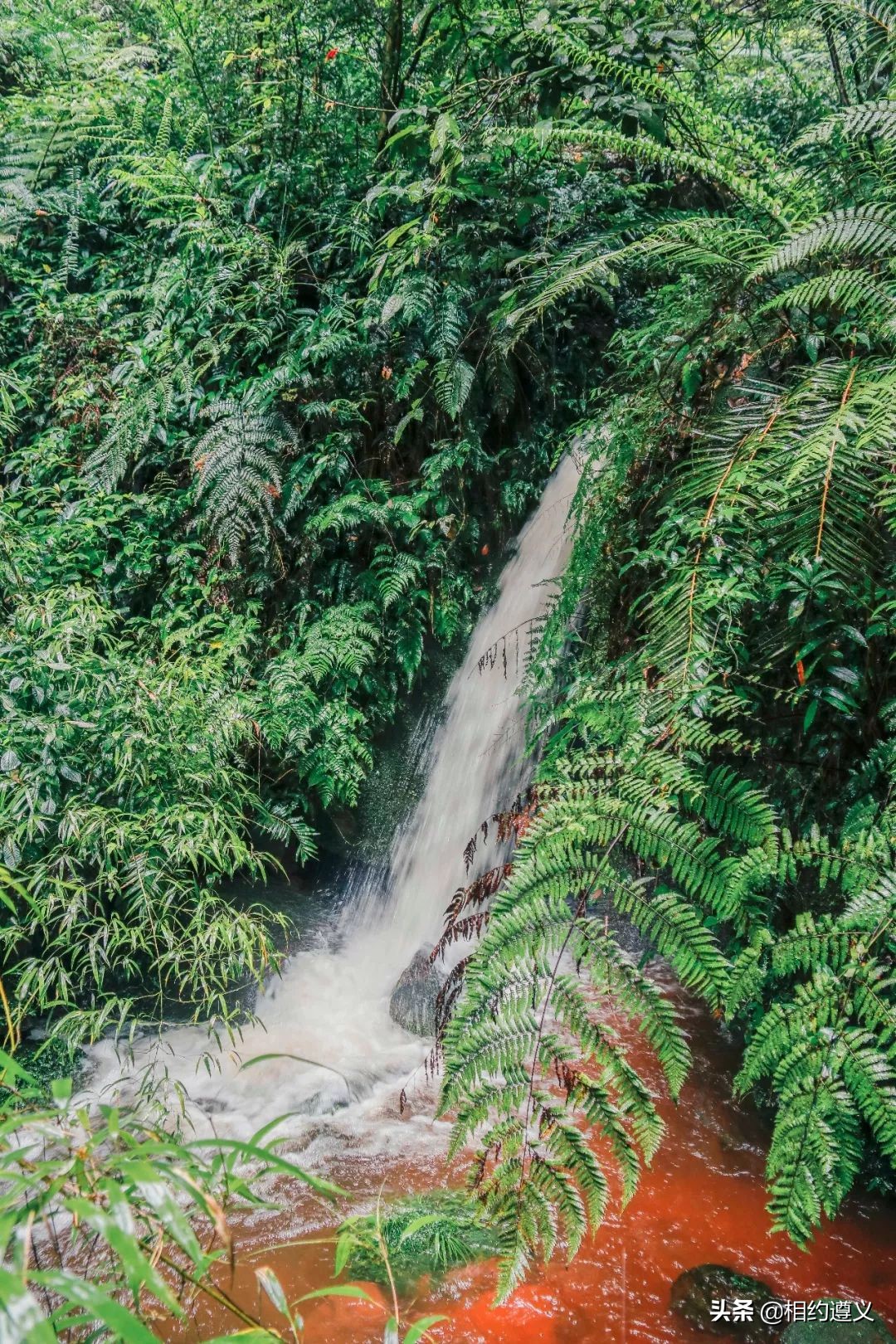 赤水大瀑布 侏罗纪公园 (世界唯一保留的侏罗纪原始公园)