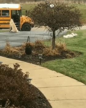 家里人都不同意养狗怎么办,想养狗怎么跟家里人说