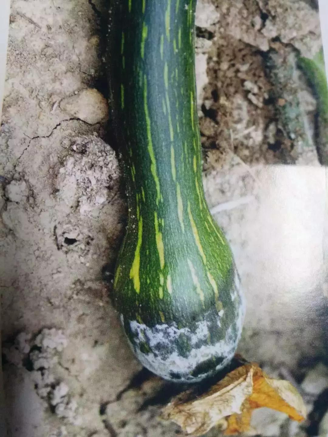 青霉病属于灰霉病还是软腐病,蔬菜霜霉灰霉病克星