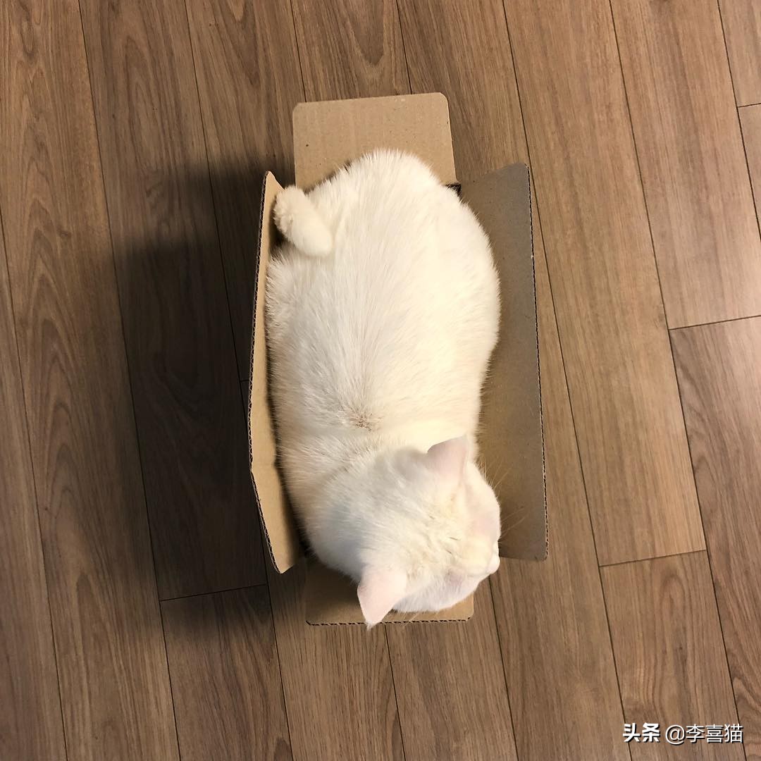 猫咪为什么喜欢睡纸箱,为什么猫咪偏爱纸箱睡觉