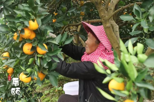 湖南麻阳苗族自治县冰糖橙之乡,麻阳苗族自治县冰糖橙果园