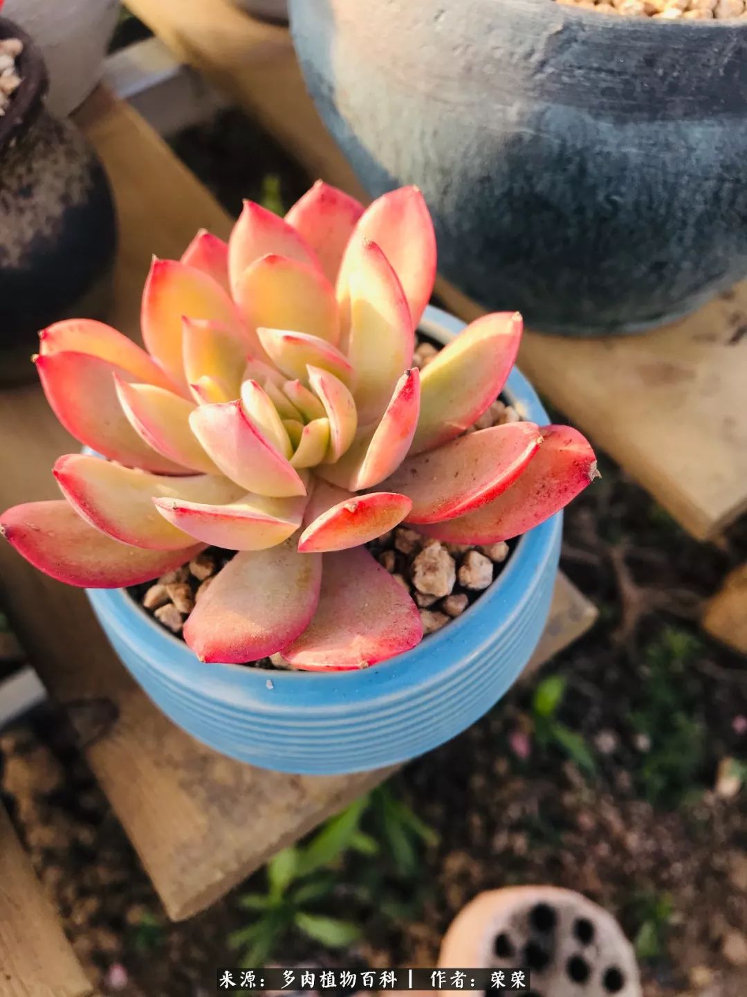 我在包邮区养肉，附多肉越冬度夏养护建议！