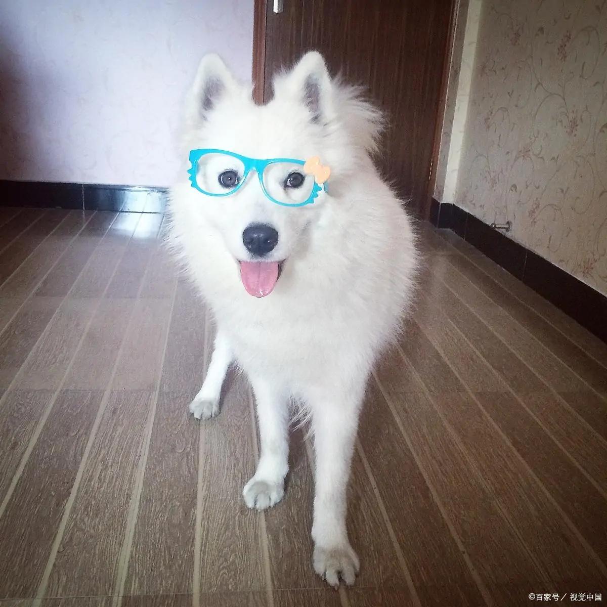 关于萨摩耶你不知道的冷知识