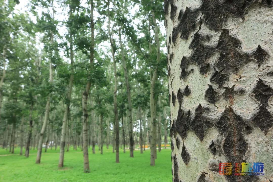 免费！市区就有“小森林”，花海芳香扑鼻！还有美好的祝福送给你