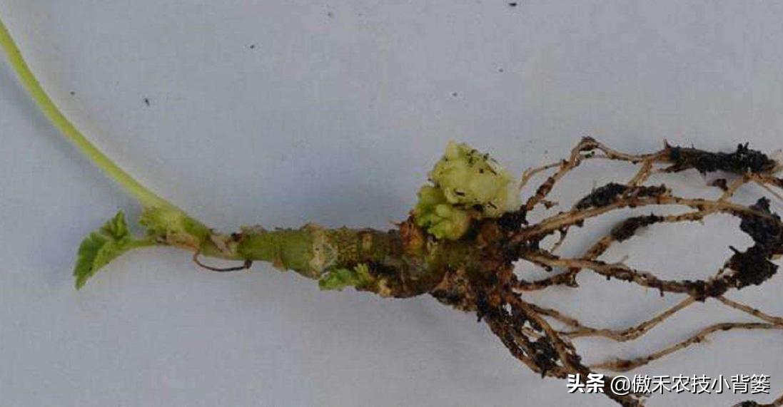 农作物灌根用什么杀菌药效果好,阿维菌素灌根可以防治哪些病害