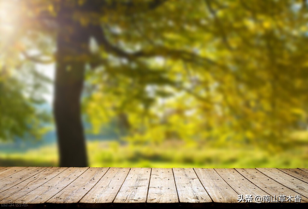 怀念槐花的散文,散文那一抹乡愁