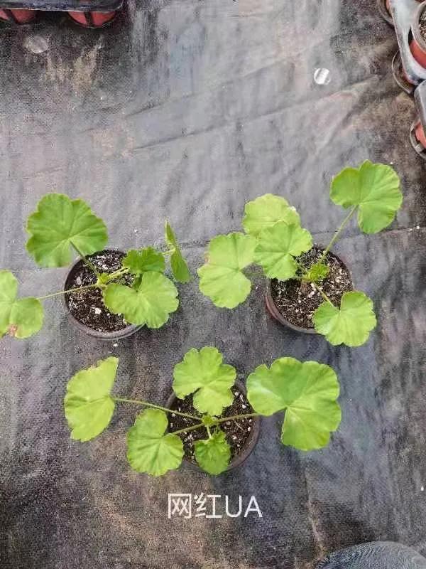 垂吊天竺葵哪些品种容易爆花,天竺葵羊宝和糖果双色哪个更爆花