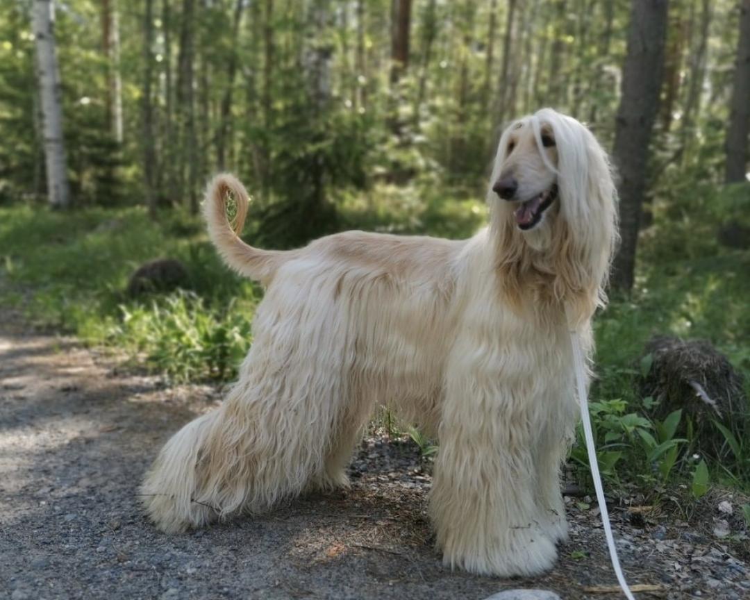 盘点二十种忠爱满世界的萌犬,萌犬系列都有啥