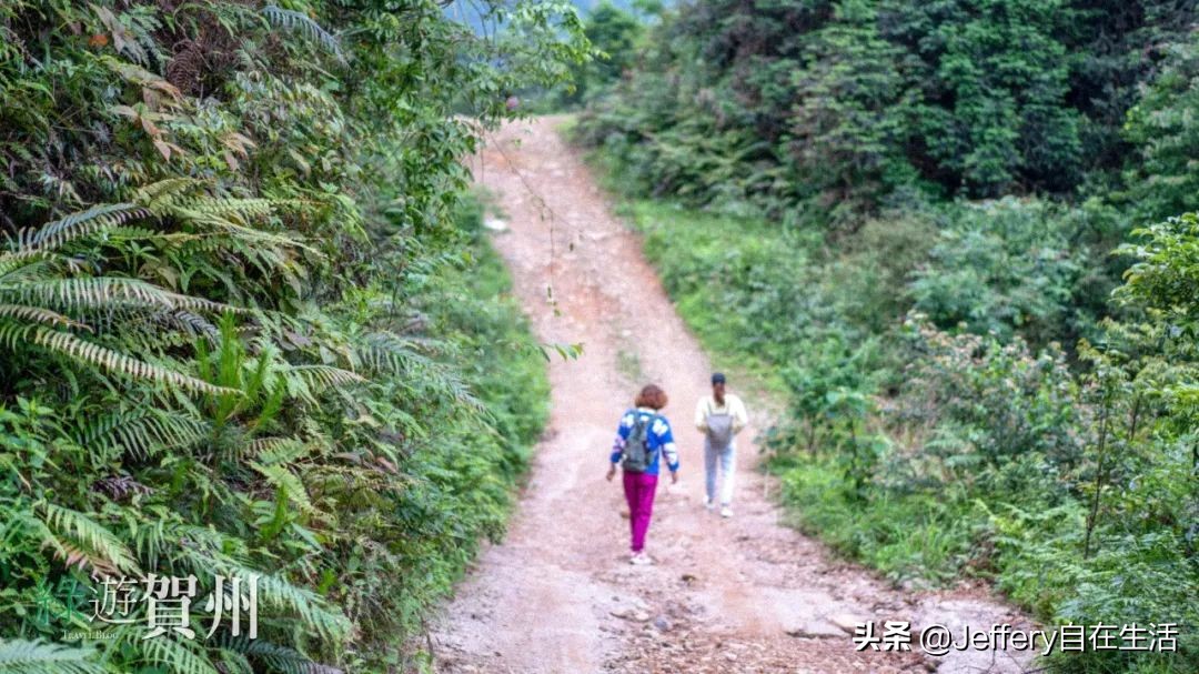 拍贺州｜莲塘镇大山深处的“一号基地”