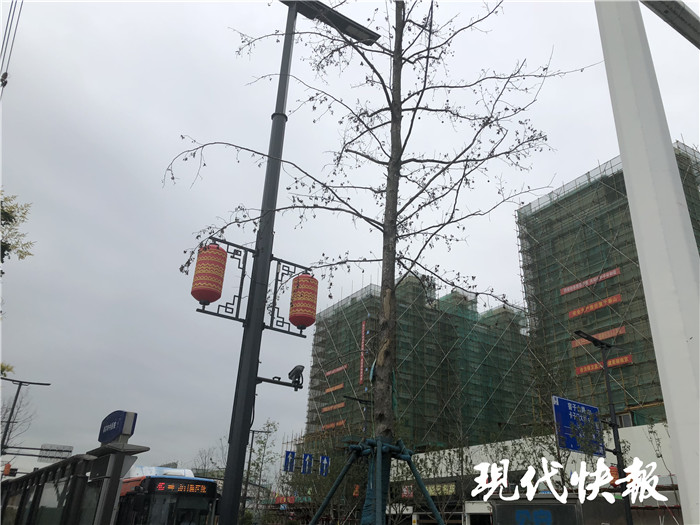 *京大南**明路百余棵行道树枯死，养护公司：高温天气不适合树苗生长