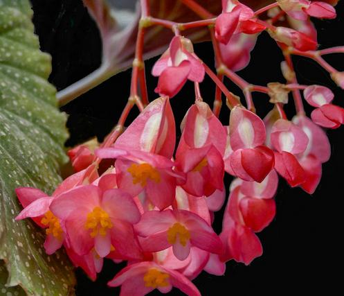 竹节海棠如何养护才开花多,竹节海棠的养护知识