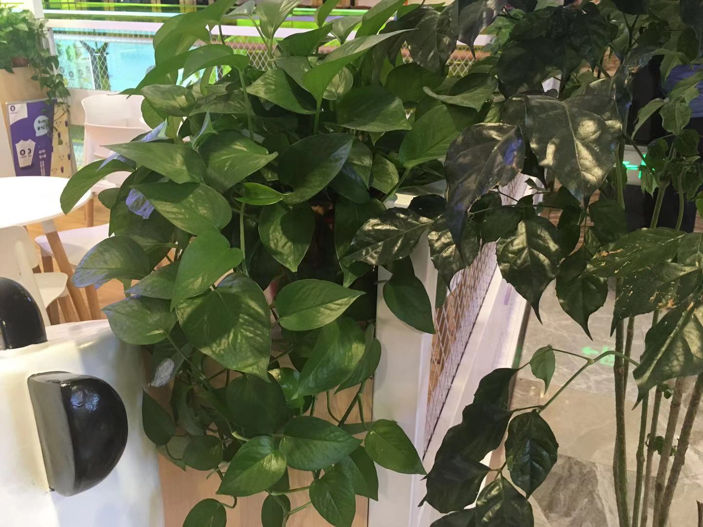 水培的绿萝一片叶子怎么发新芽,水培绿萝里面放一根生锈的钉子