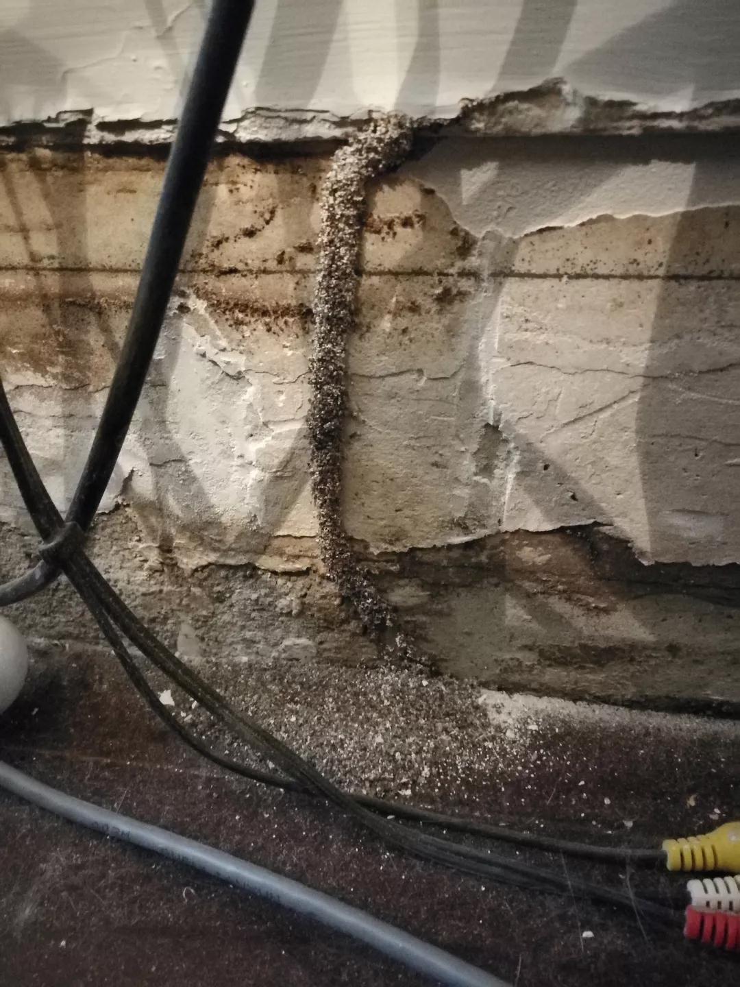 广州荔湾灭白蚁公司,江都区家庭灭白蚁咨询热线